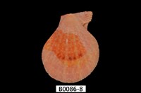 藏品(多彩海扇蛤(秀美海扇蛤))的圖片